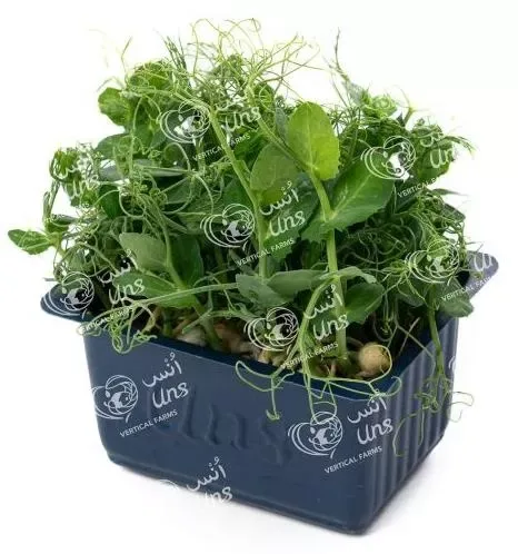 Affilla Cress