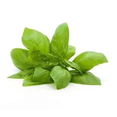 Basil
