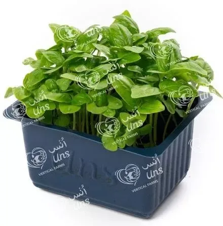 Basil Cress