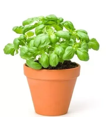 Basil Pot