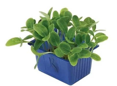 Borage Cress