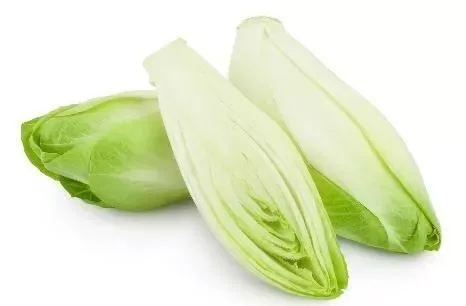 Chicory White