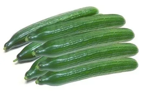 Cucumber Holland