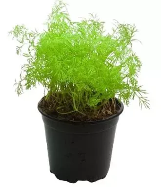 Dill Pot