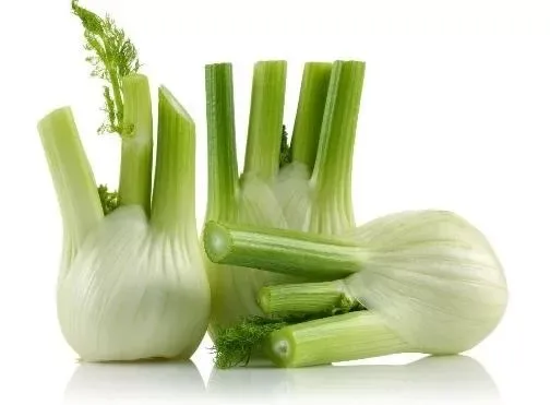 Fennel Bulb
