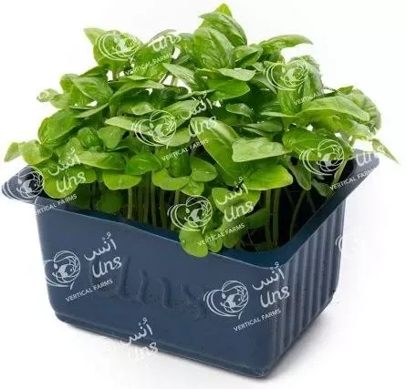 Ghoa Cress
