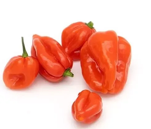 Habanero Chilli
