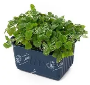 Lemon Balm Cress