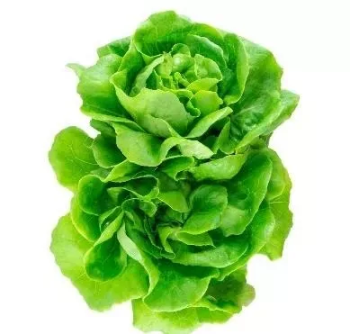 Lettuce Boston