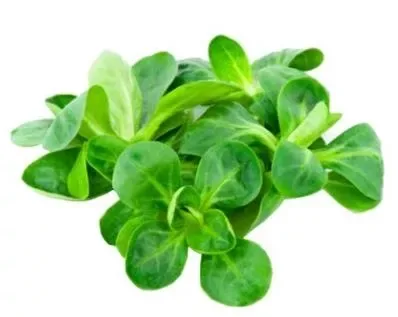 Lettuce Lamb