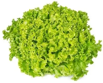 Lettuce Lolo Green