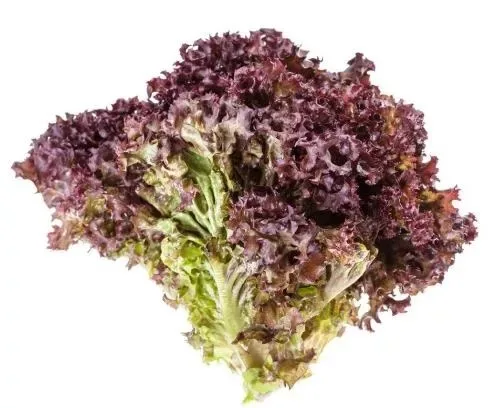 Lettuce Lolo Rosso