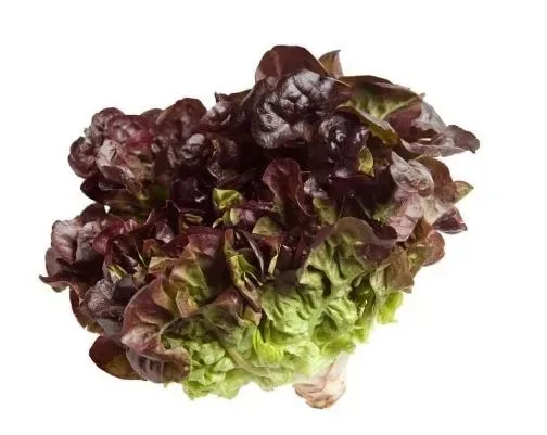 Lettuce Oakleaf
