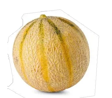 Melon Cantloupe