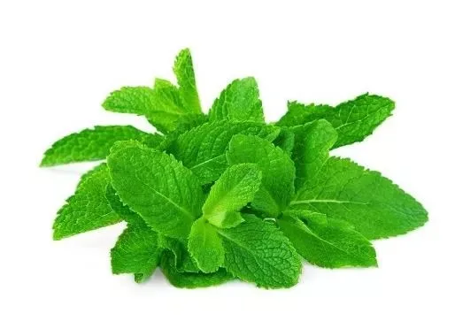 Mint Cyprus