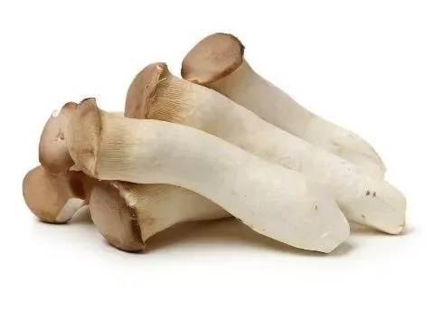 Mushroom Eringi