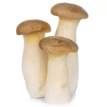 Mushroom King Oyster