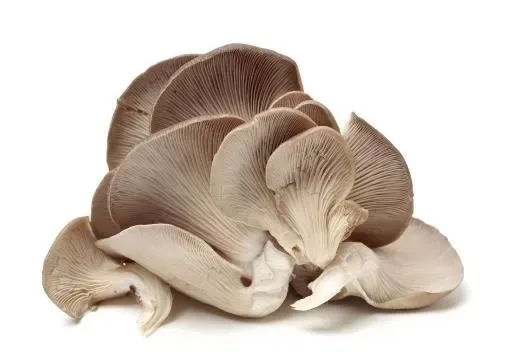 Mushroom Oyster