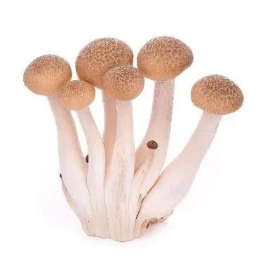 Mushroom Shimeji Brown