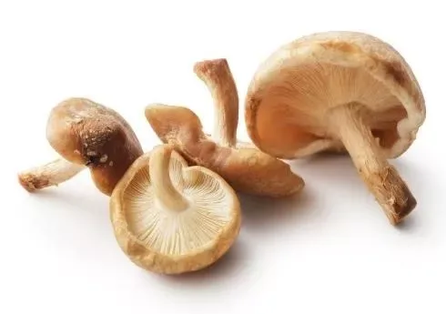 Mushroom Shitake