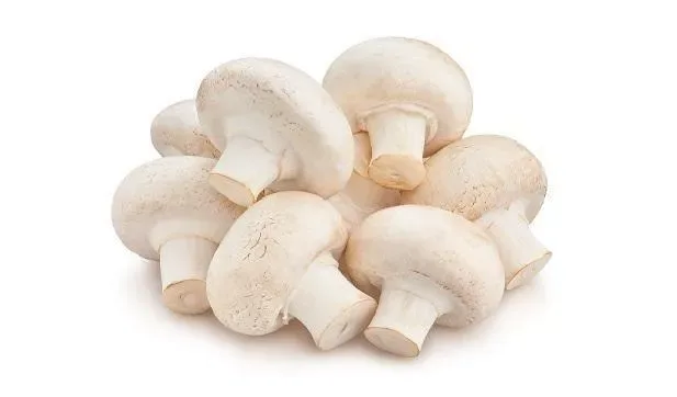 Mushroom White