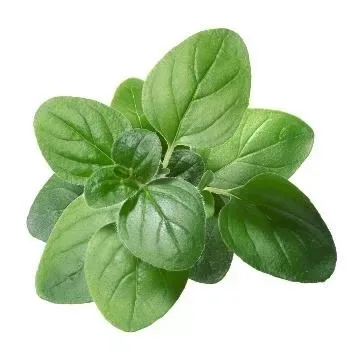 Oregano