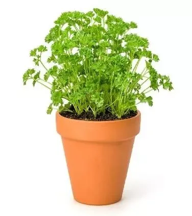 Parsley Pot