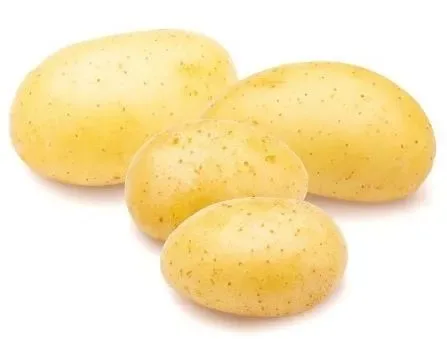Potato Agria