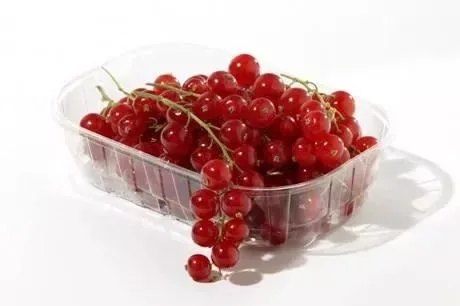 Red Currant