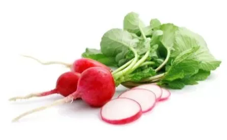 Red Radish Baby