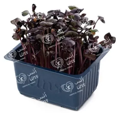Red Radish Cress