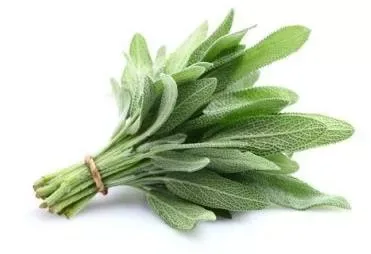 Sage