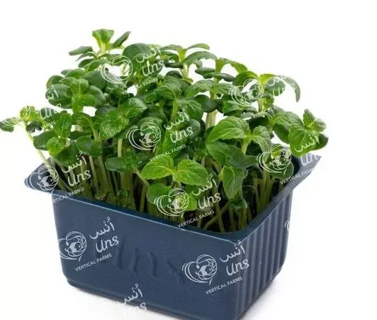 Shiso Green Cress