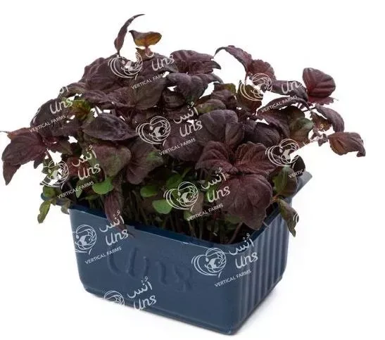 Shiso Purple Cress