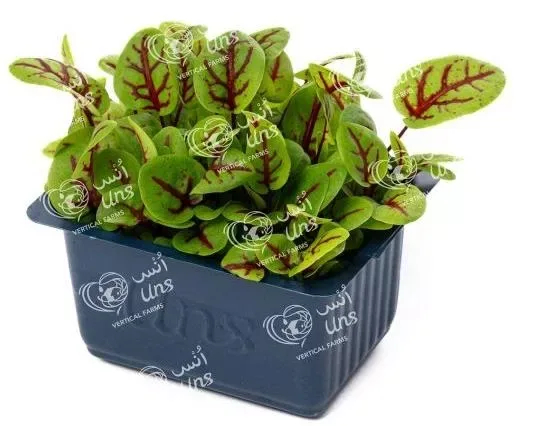 Sorrel Cress
