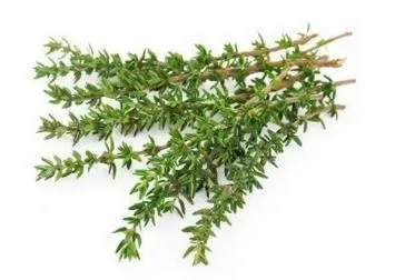 Thyme